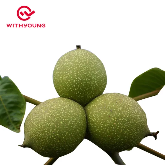 Polvo Haoxiang Ganador de masa Hidrolizado Fitness Péptido brasileño Nutrición Proteína Color amarillo claro blanco Colágeno orgánico natural Péptido de nuez